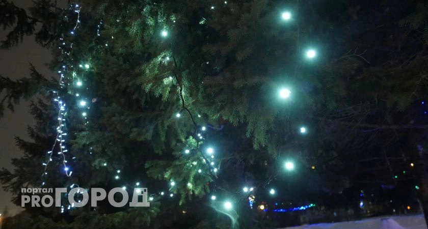 Фото к статье: В Ухте лошади полакомились новогодними елками