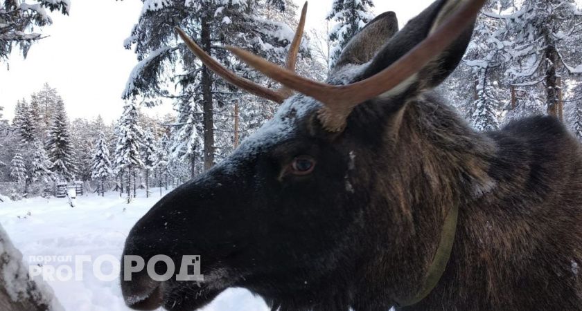 В Коми каждому убившему волка охотнику позволят вне очереди добыть лося