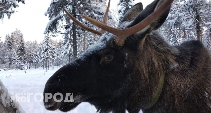 В Коми вступил в законную силу приговор в отношении мужчины за незаконную охоту