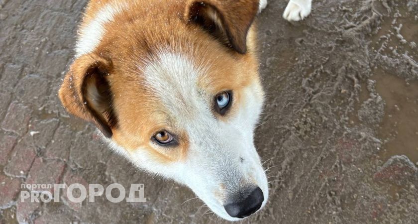 В СНТ под Ухтой из-за лая собаки мужчина ударил соседку водопроводной трубой