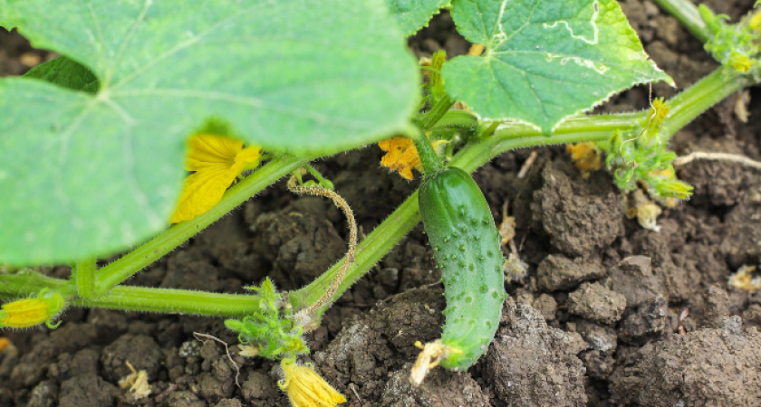 Не сорт, а огуречный мини-завод: пока другие растения только «завязываются», эти уже «выпускают» урожай на 38-й день