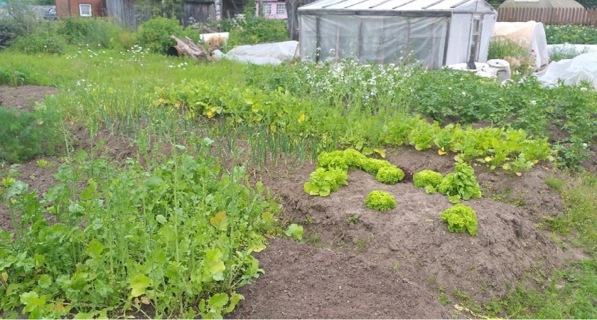 Миска крупы вместо 10 кг навоза: бросаем даже на выпавший снег - весной земля приятнее шелка