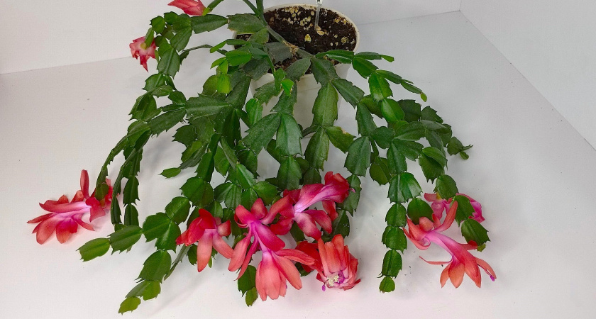 Проведите декабристу чайную церемонию – обалдеете от обильного цветения даже в конце февраля