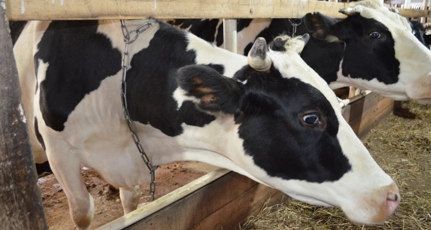 В Коми ученые пытаются сохранить печорскую породу крупного рогатого скота