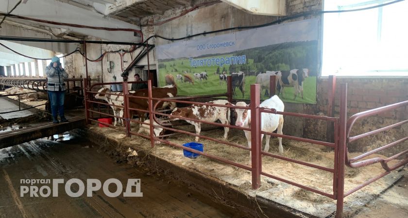 В Коми ученые придумали как обезопасить телят от заболеваний желудка 