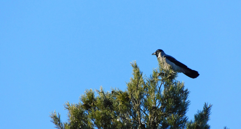 В Коми 27 февраля ожидается плюсовая температура 