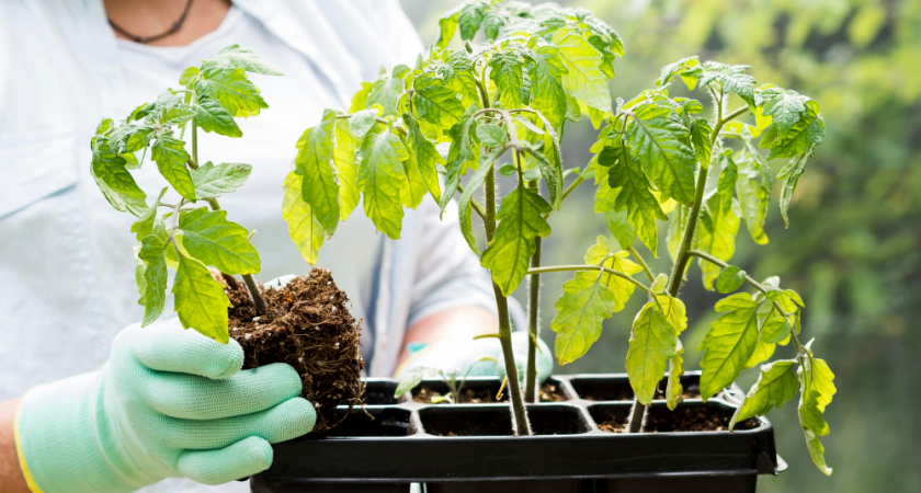 Томаты и перец прут как ненормальные: уже 2 года подряд добавляю это в грунт для рассады - нарадоваться не могу