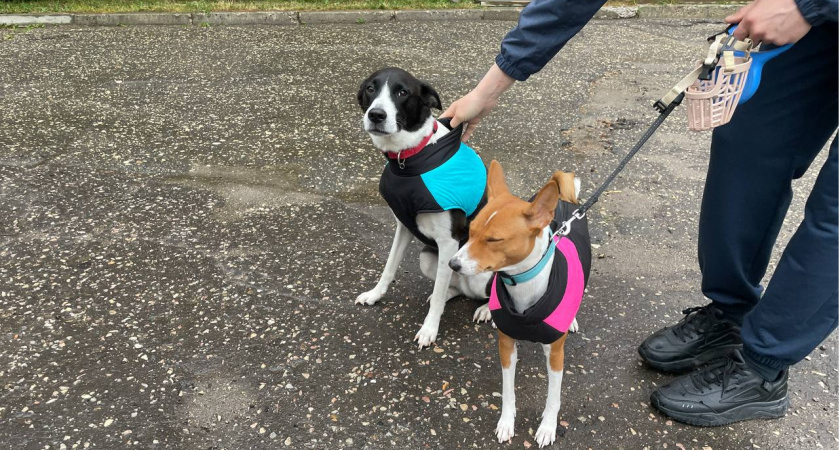 С 1 марта домашние животные станут роскошью: вступает в силу новый "ветеринарный налог"