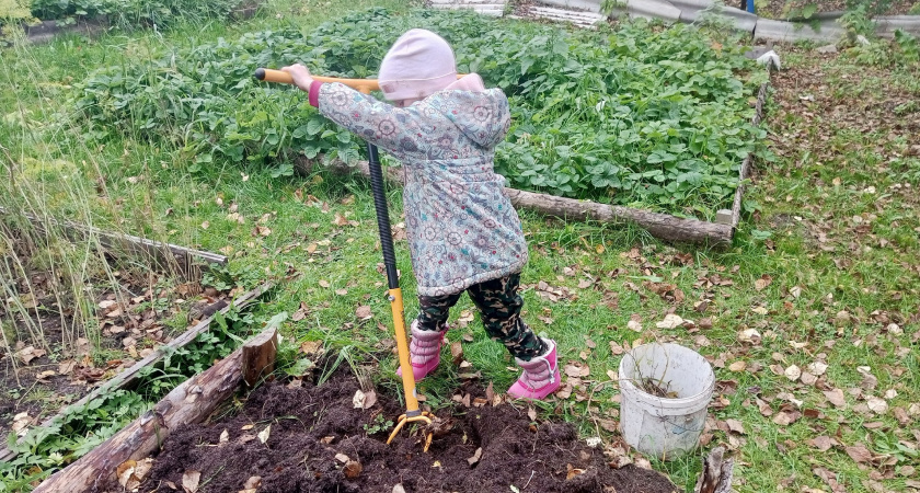 Сажаю один раз и собираю урожай вечно: 8 многолетних овощей, которые изменят ваш сад и огород