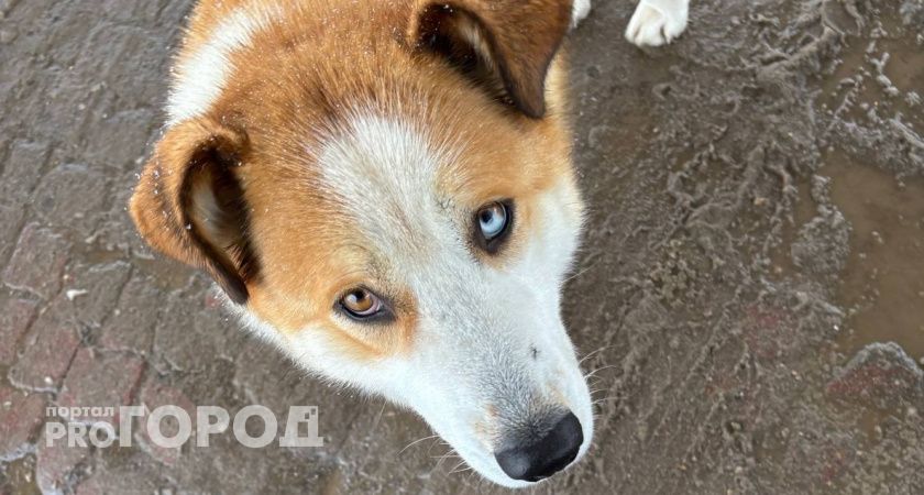 В Коми пока не примут законопроект о штрафах для владельцев собак 