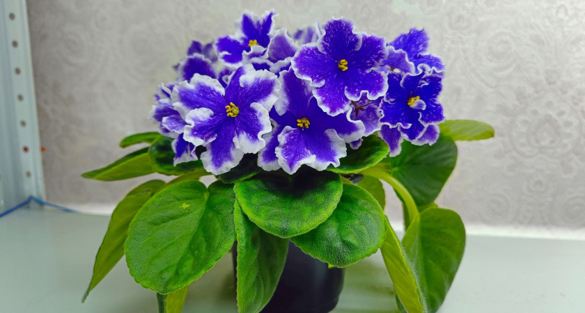 2 ложки при поливе и фиалка превратится в огромный цветущий шар: — бутонизация активируется уже в марте