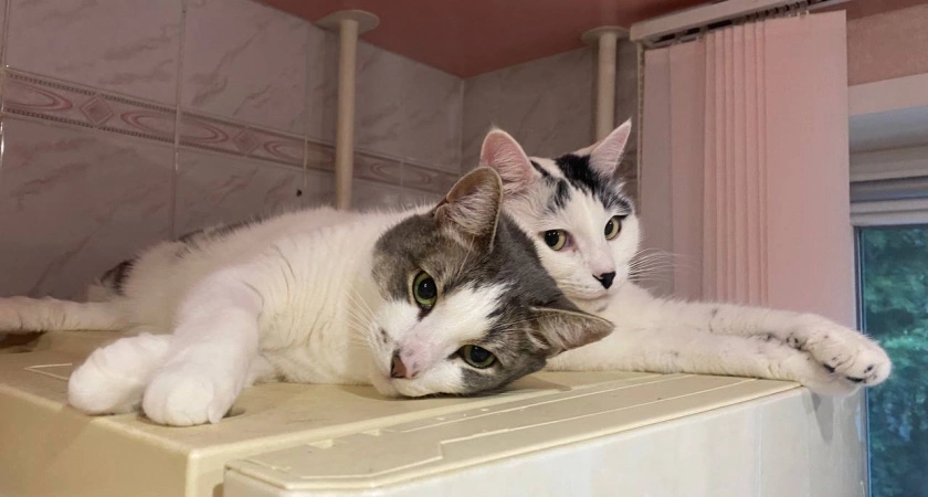 С 10 марта домашние животные теперь будут роскошью: вводится новый "ветеринарный налог"