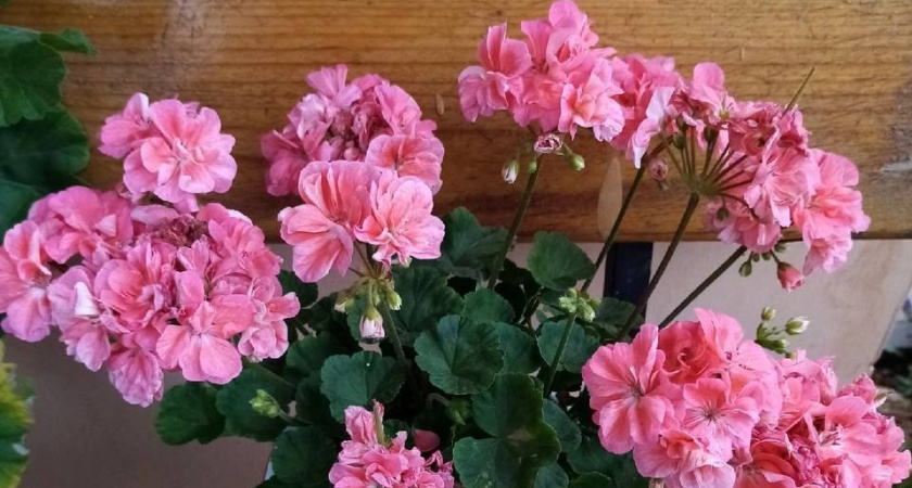 Герань завалит цветами: мощная подкормка за 50 рублей и самый слабый куст оживет - подойдет для всех комнатных растений