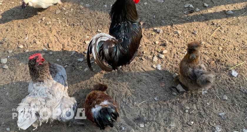 В Коми ветеринары организуют мониторинг сразу по 15 опасным заболеваниям животных