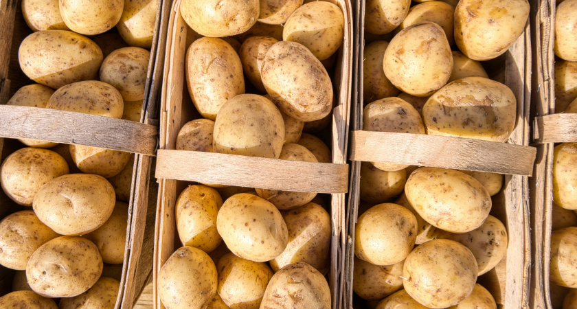 Не сорт картофеля, а урожайный подарок судьбы: с сотки соберете до 650 кг, для хранения придется строить еще один погреб