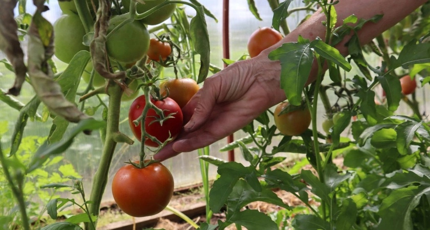 Сажаю только эти 2 сорта помидоров — и нарадоваться не могу: слаще меда и весом под 1 кг