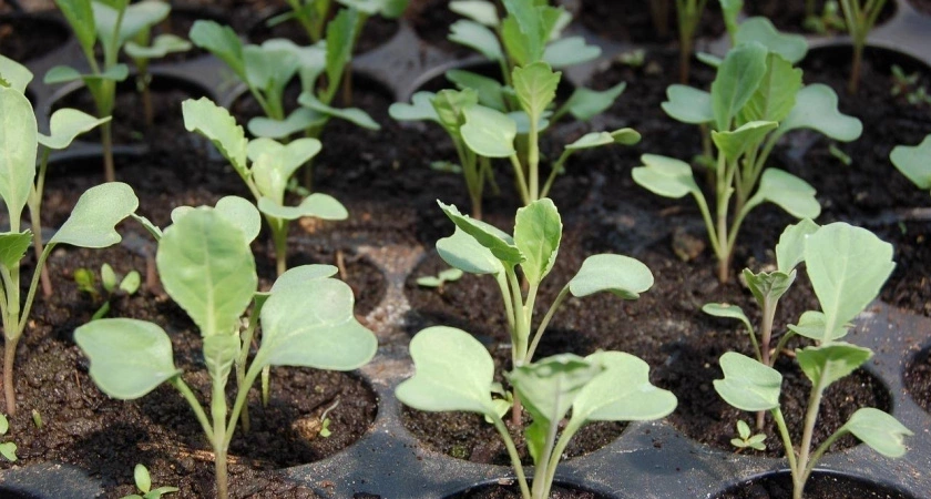 Крошу 1 таблетку в воду и поливаю — любая рассада прёт щёткой: вытянутые сеянцы в прошлом — фитолампа не нужна