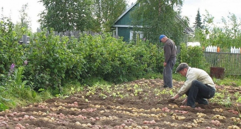 Каждый год сажаю картошку после «символического» дня — и всегда выкапываю урожая «на пол-Китая»