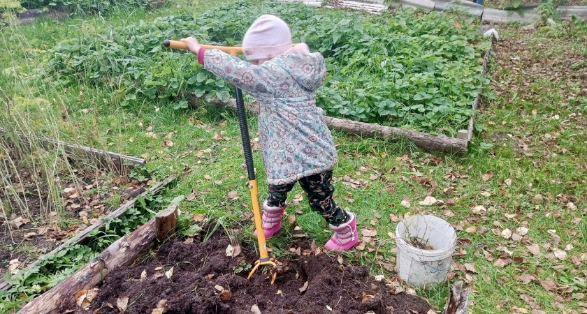 Фото к статье: После схода снега чесноку - первым делом: многие забывают про эту важную подкормку и теряют 50% урожая