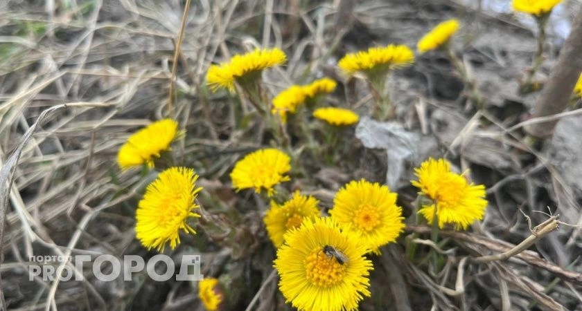 Фото к статье: Непредсказуемая погода в Коми: от мокрого снега до плюсовых температур