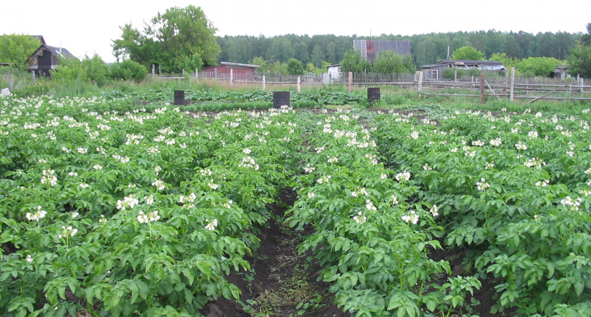 Сажаем картошку в мае строго в эти дни — обязательно: собираем с сотки по 10 мешков — благоприятные даты