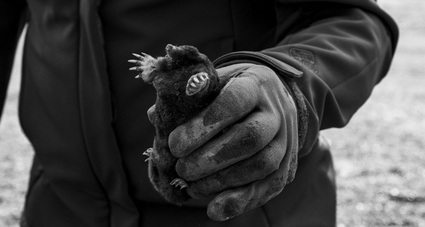 2 ложки и кроты сбегут с вашего участка уже сегодня вечером: хитрость с продуктом, который уже у вас дома