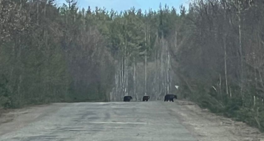 В одном из районов Коми медвежья семья прогуливалась неподалеку от кафе