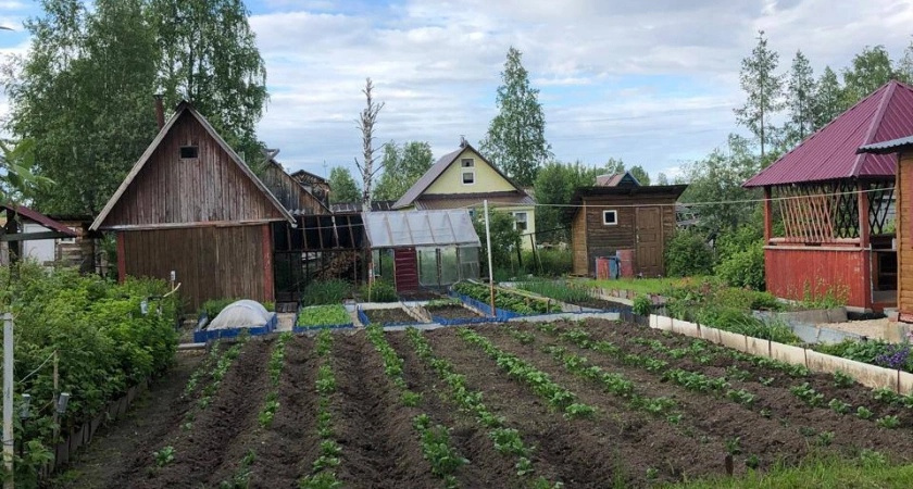 На рынке можно взять за копейки: удобрите этим огород - в мае земля превратится в чернозем