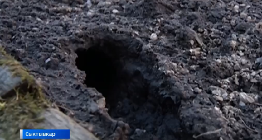 В Коми прогнозируют резкий рост популяции полевок после трехлетнего спада