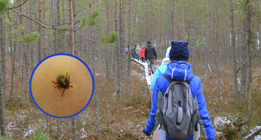 Клещи просто дуреют от этой группы крови: вот кому нужно избегать леса и парки