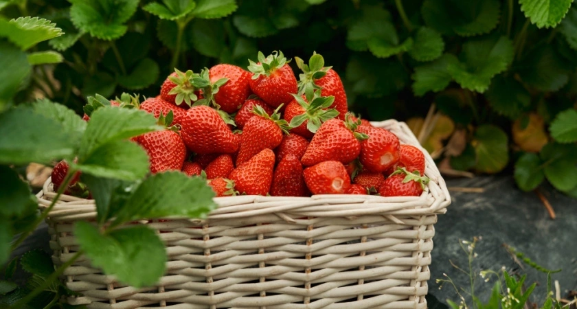 Клубнике после таяния снега — обязательно: 3 простых шага в мае — и много ягод будет обеспечено до конца лета