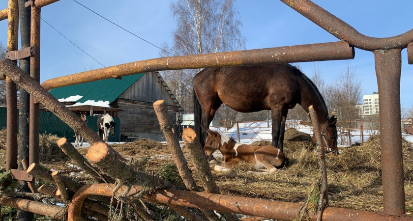 Всадники Коми меряются силами в зрелищных соревнованиях по конному спорту