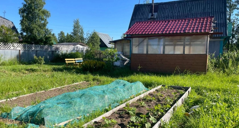 Сорняки ничем не обливаю — одна секунда и их нет: жалею, что раньше не знала о «топовых» помощниках