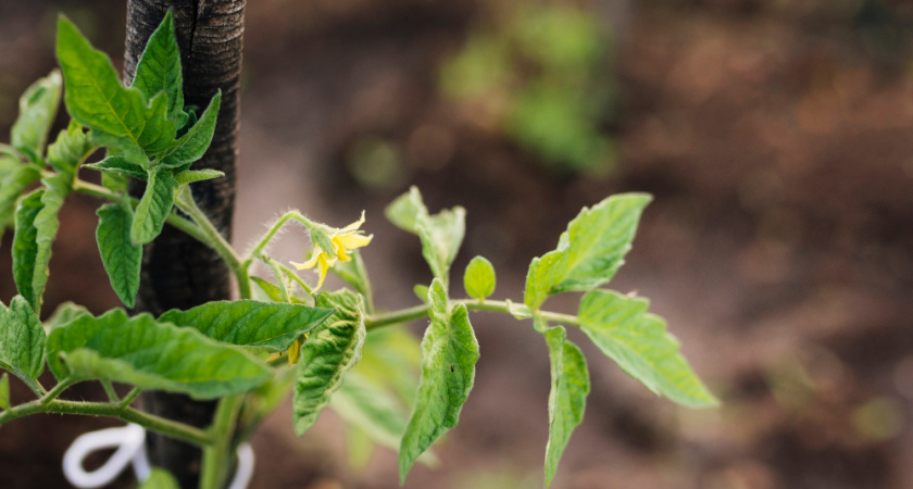 При цветении томатам — оптимально: стаканчик под куст — и завязей на ветках не сосчитать