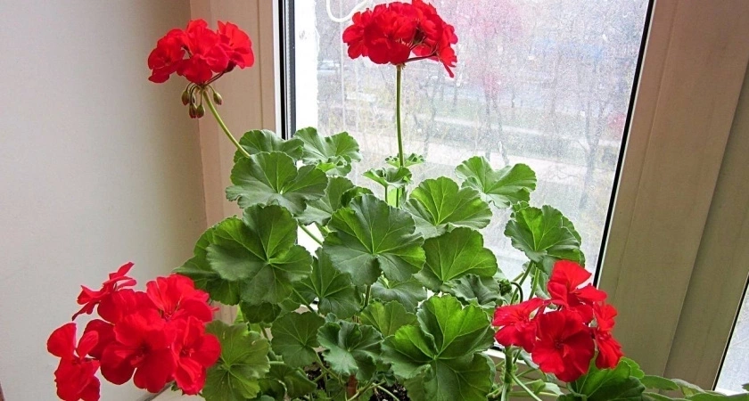 Лучше подкормки не придумать: регулярно удобряйте герань этим средством — зацветет на глазах