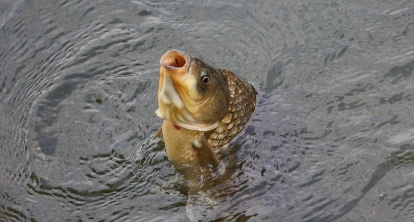 Щепотка в перловку — и клёв сразит наповал: карась, лещ и карп будут биться за ваш крючок — приплывут со всей округи