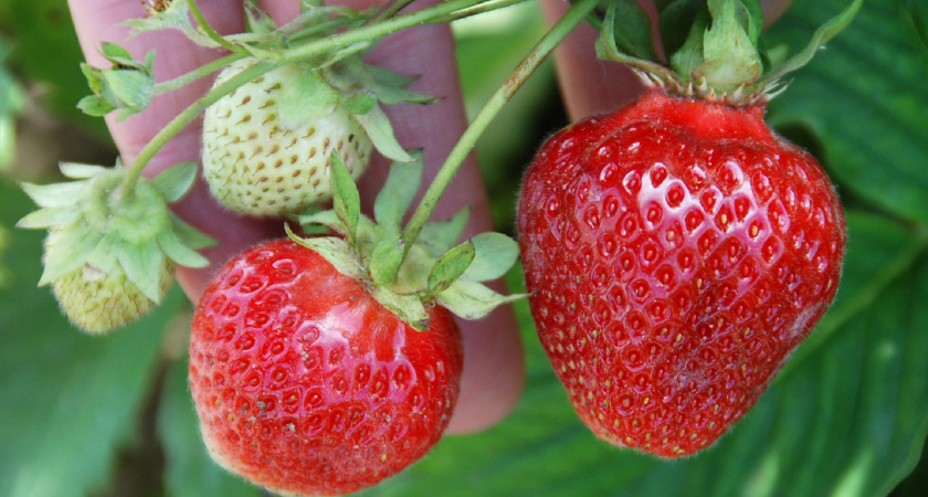 Что нужно клубнике во время цветения: 3 мощные подкормки для крупных медовых ягод, которые дадут богатый урожай