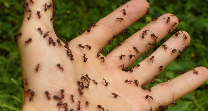 25 рублей и 5 минут: проверенный способ выпроводить муравьёв и тлю с огорода - не средство, а находка