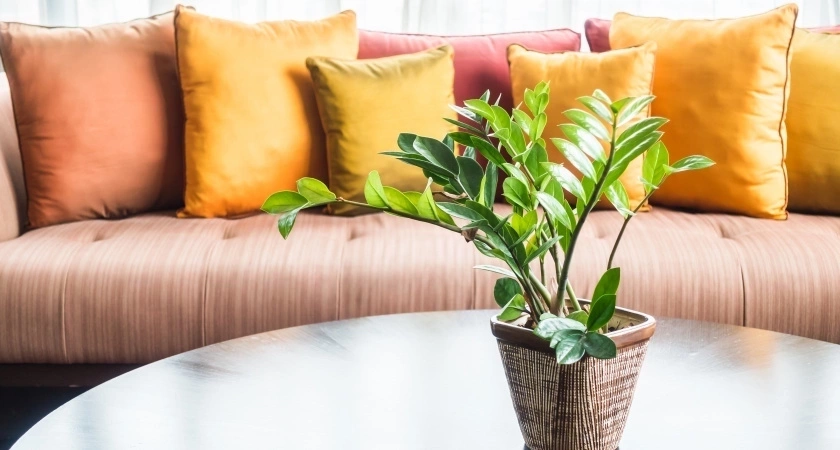 4 таблетки — и замиокулькас изменится до неузнаваемости: порадует многочисленными побегами уже в июне