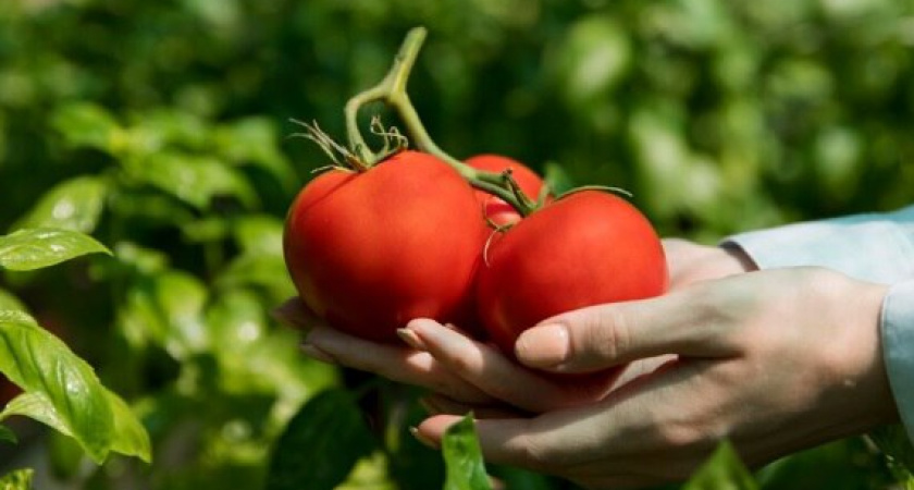 Томаты растут на глазах: ставлю чудо-бочку на участке, лью из нее «эликсир» под корень и получаю щедрый урожай гораздо раньше соседей