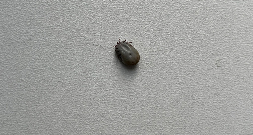 В Коми резко выросло число укусов клещей: 720 пострадавших за неделю, включая 115 детей