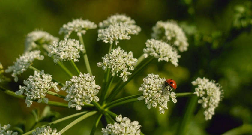 Сныть больше не побеспокоит ваш участок: сосед-садовод поделился проверенным способом избавления от сорняка