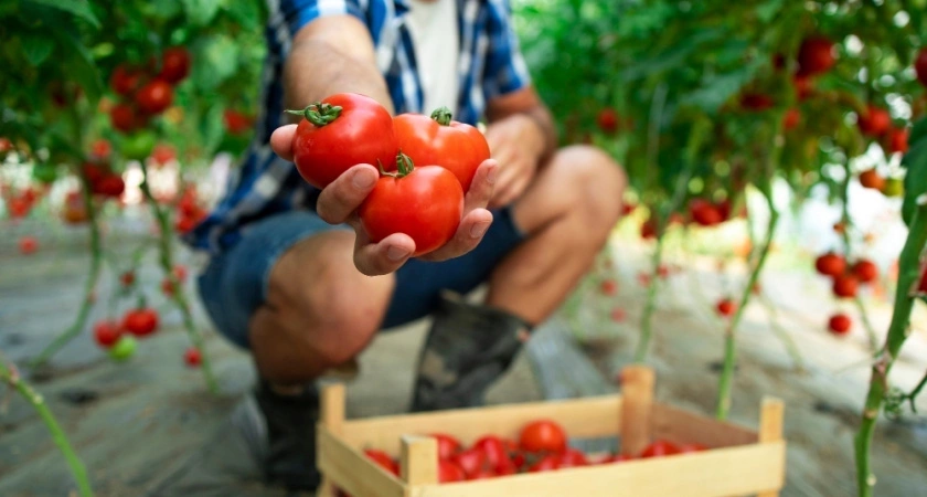 Через 10 дней после высадки томатов — обязательно: 1 литр под каждый куст — и мясистые помидоры собираем тачками
