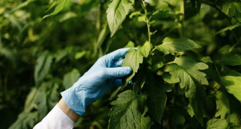 После 6 июня томаты ждут с нетерпением: опрыскиваем копеечным средством из аптеки - фитофтора уйдет до конца лета