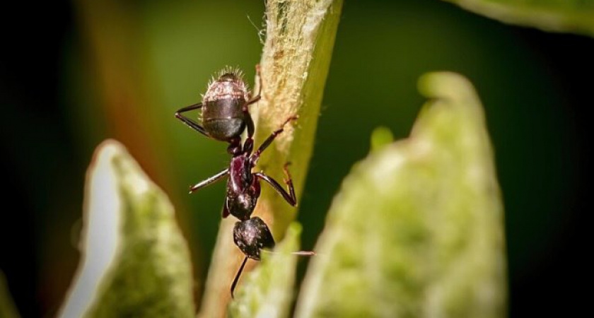 Муравьи сдают позиции и бегут к соседям: рассыпаю 2 крупы в особых местах, и урожай спасен