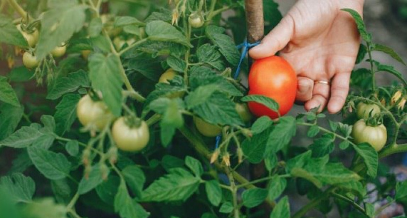 Старую бочку не выкидываю, заполняю почвой с секретным компонентом и сажаю томаты: урожай ключом бьет