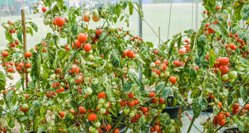 Кормлю помидоры содой - и уже 3 года собираю по ведру томатов с каждого кустика - защита от болезней и пожелтения листвы