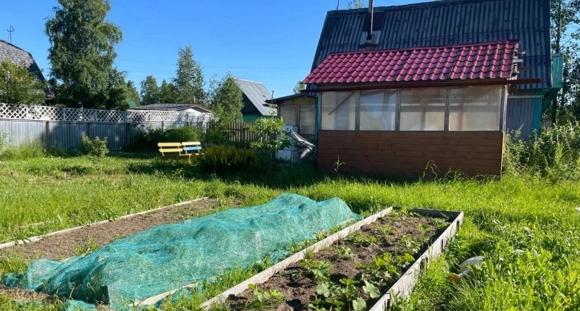 Сорняки ничем не обливаю — одна секунда и их нет: жалею, что раньше не знала о «топовых» помощниках