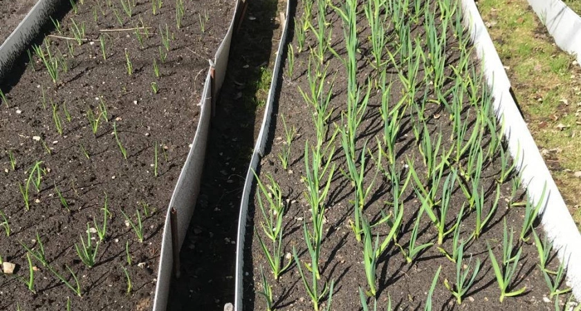 Сосед-дачник научил французскому способу подкормки чеснока: головки будут размером с яблоко