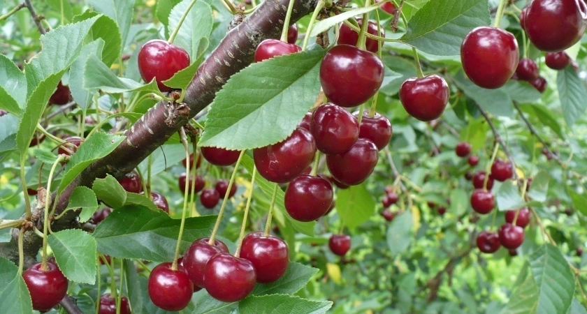 Вишню от монилиоза обрабатываю только в этот момент: деревья растут здоровыми, а ягоды — крупными и сладкими